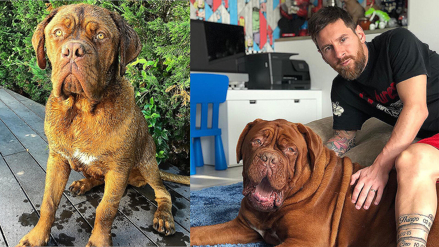 Conheça Hulk, o cachorro 'gigante' de Lionel Messi