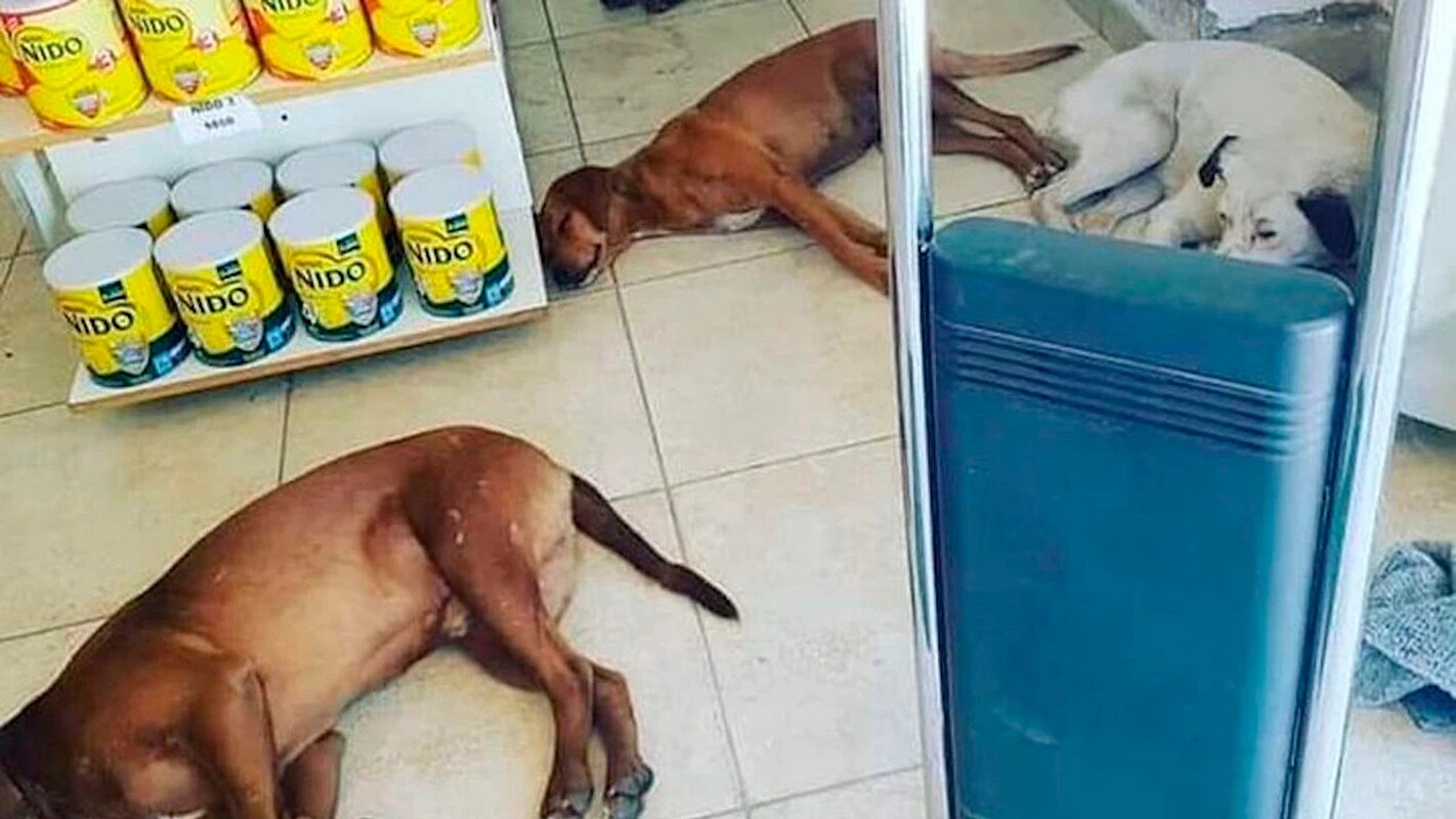 The pharmacy lets dogs enjoy air conditioning on a hot, hot day