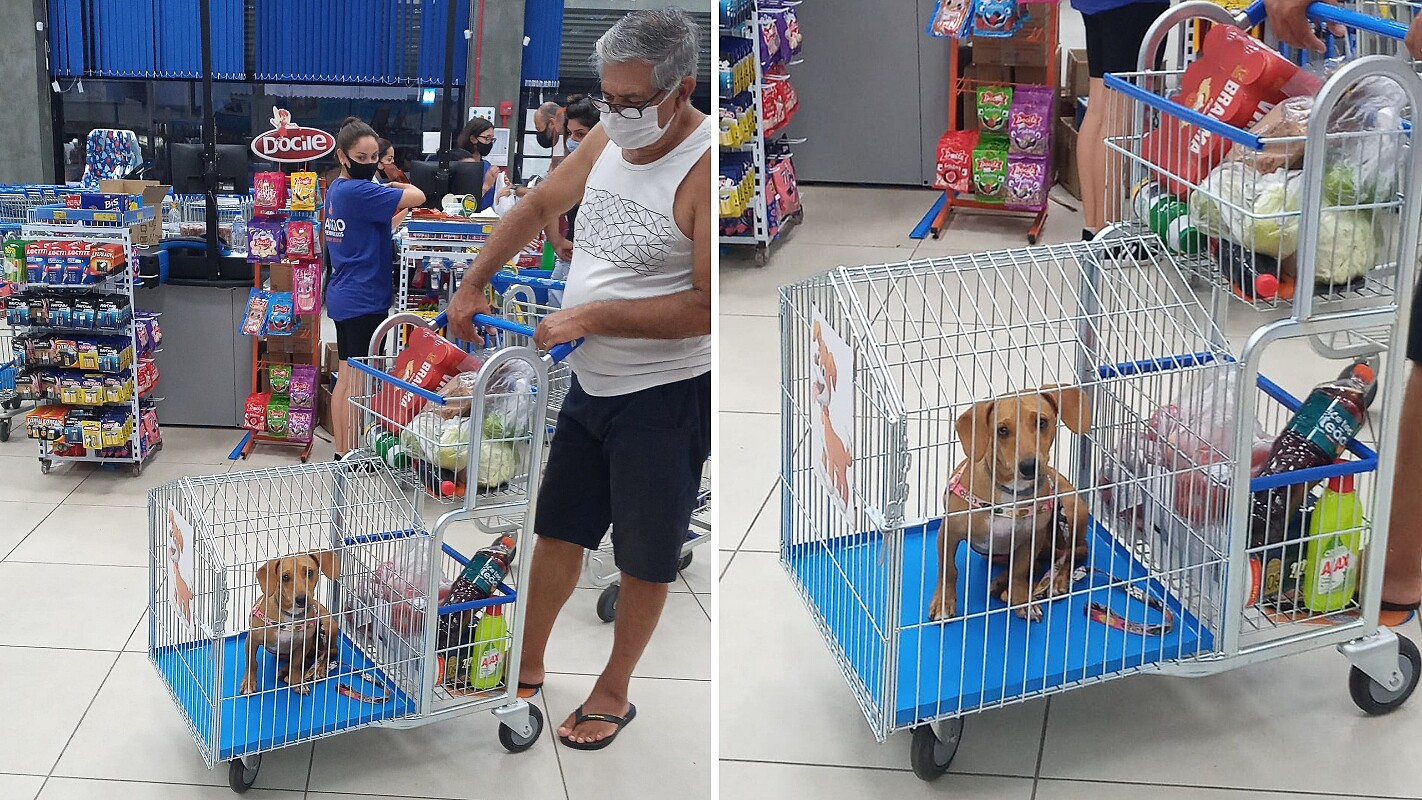 Supermercado disponibiliza carrinho adaptado para pets acompanharem donos  nas compras