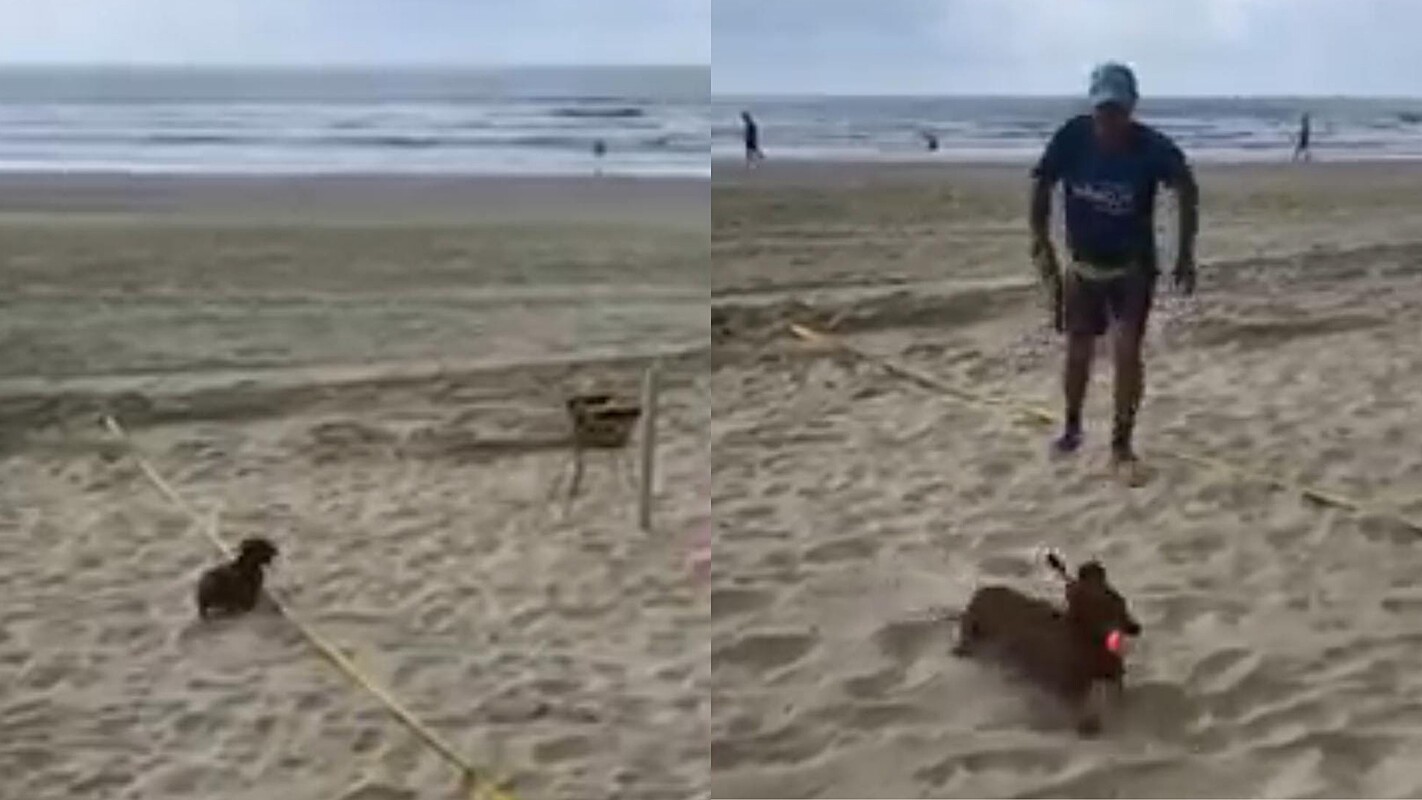 Música, cães, bolas: saiba o que não pode fazer na praia - SIC Notícias