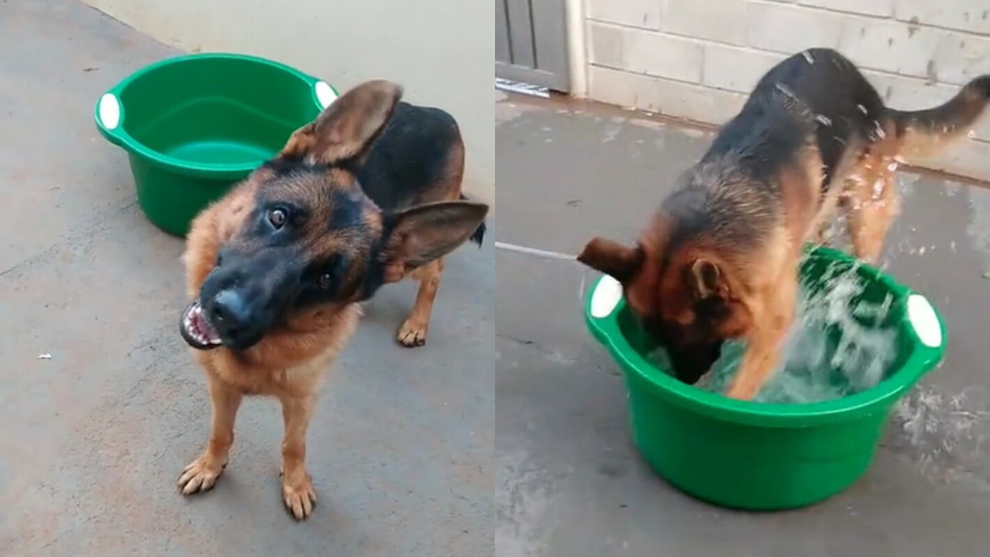 Cachorro apaixonado por água 'pede' que dona encha bacia para brincar ...