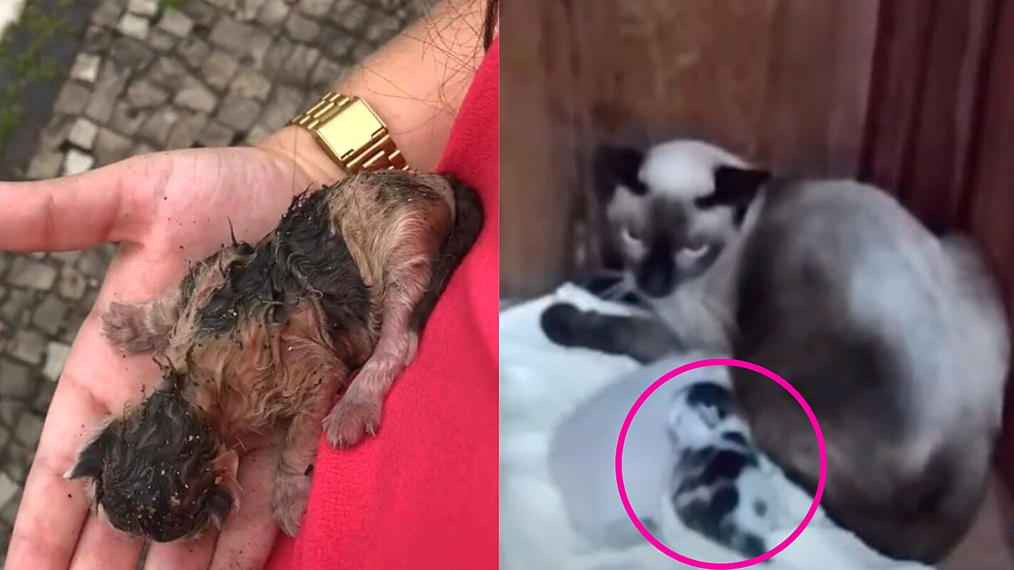 Vídeo no  mostra início de amizade entre filhotes de gato e ouriço