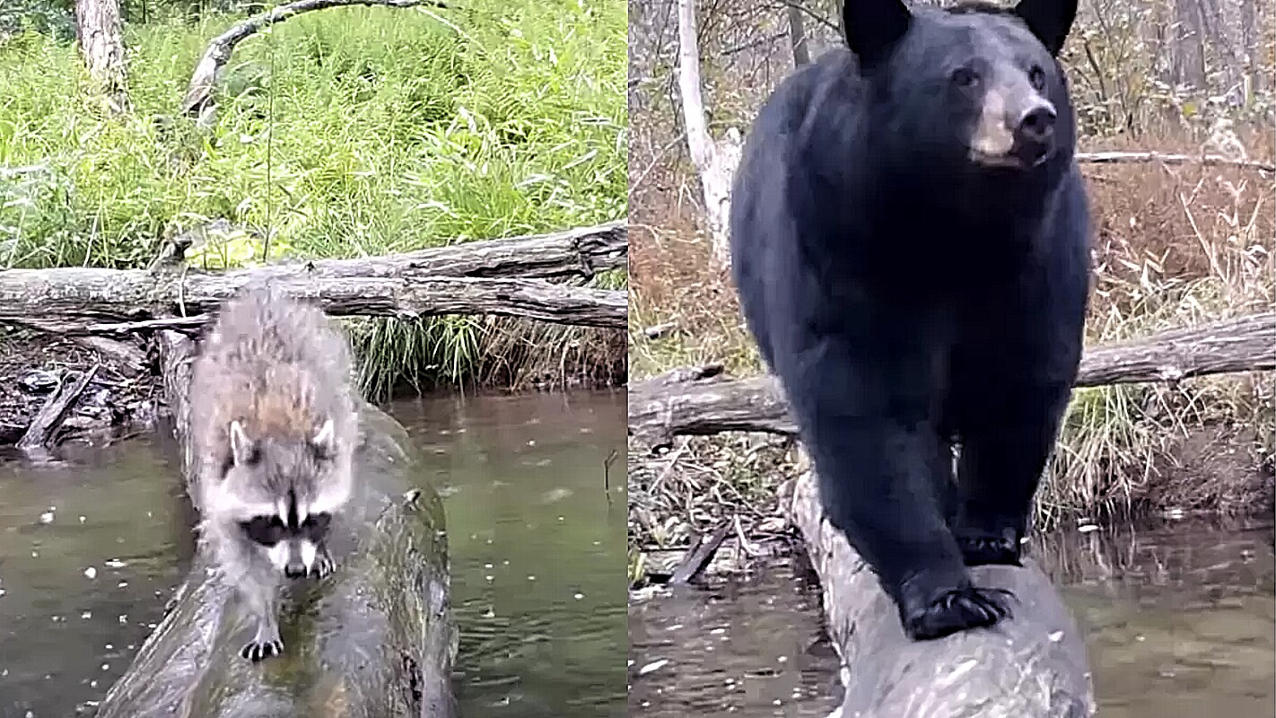 Câmera escondida flagra diferentes animais cruzando rio e imagens fascinam  web