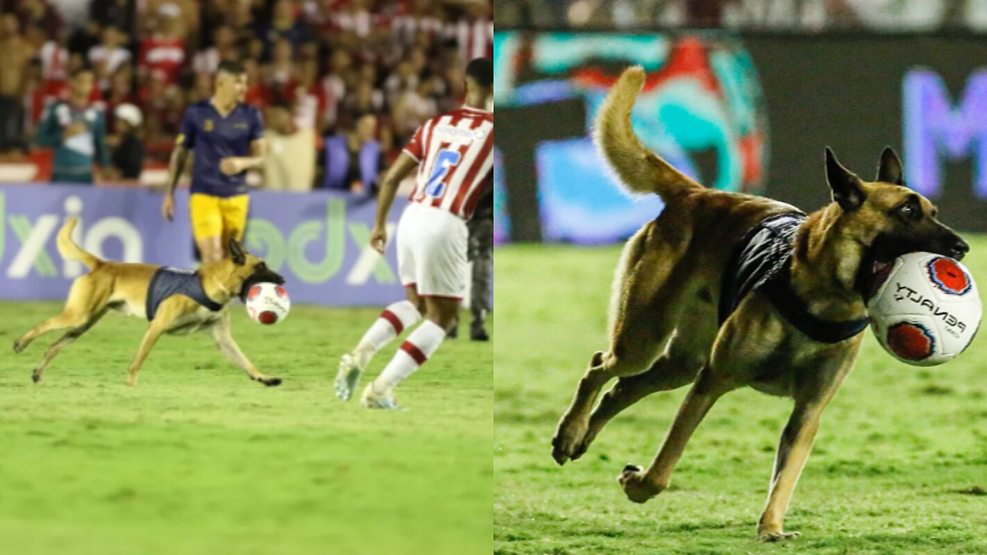 Cachorro invade campo e rouba bola durante jogo de futebol no México