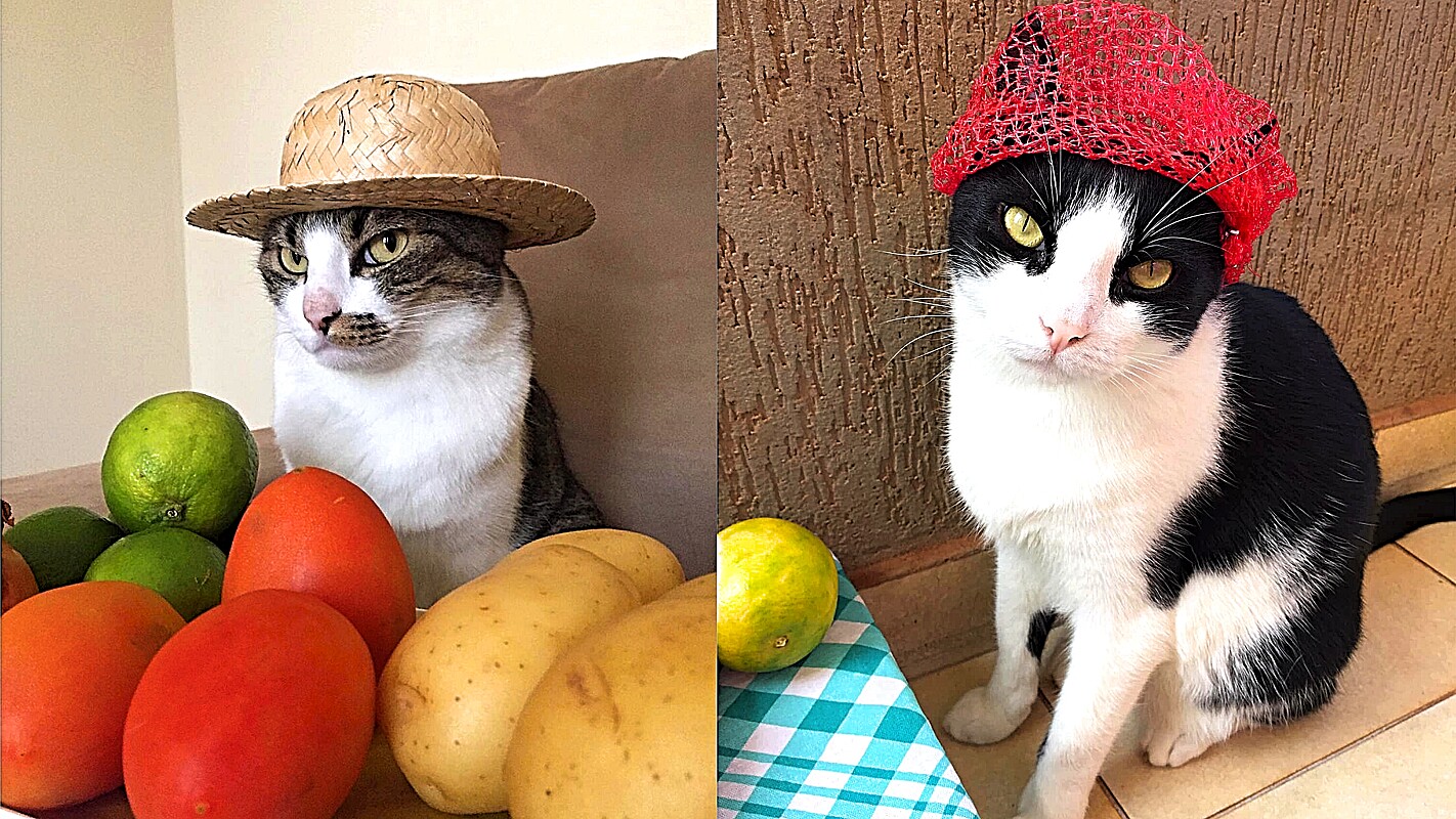 Conheça Alfredo e Madruguinha, uma dupla de gatinhos caipira
