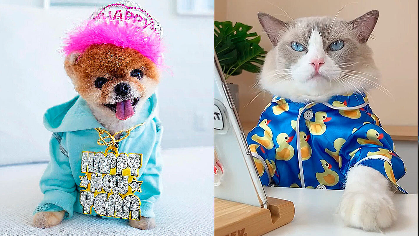 IMPERDÍVEL! OS CÃES & GATOS MAIS FOFOS E ENGRAÇADOS DO TIKTOK