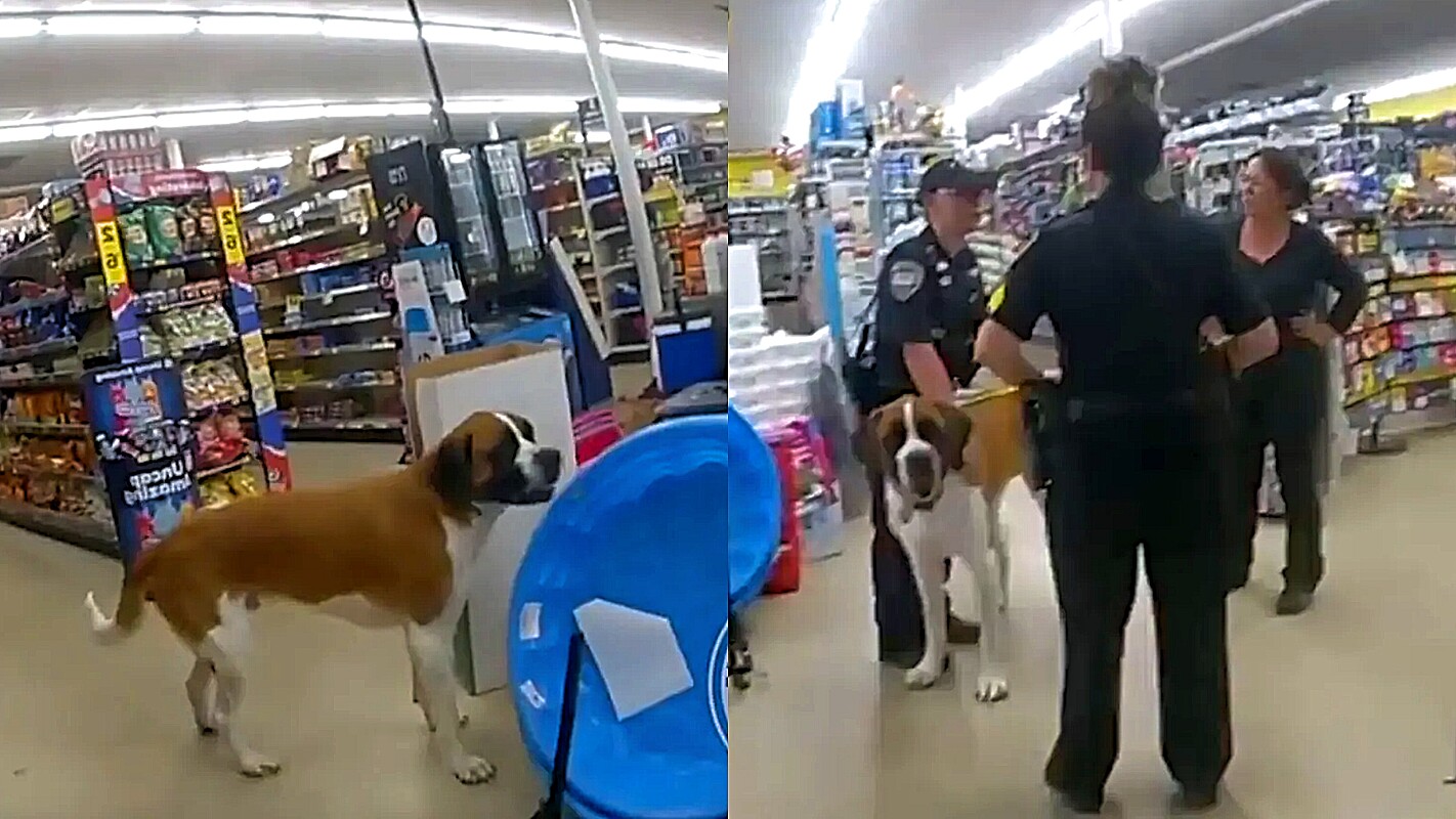 Perro gigante se niega a salir de la tienda a la hora de cierre y llaman a la policía