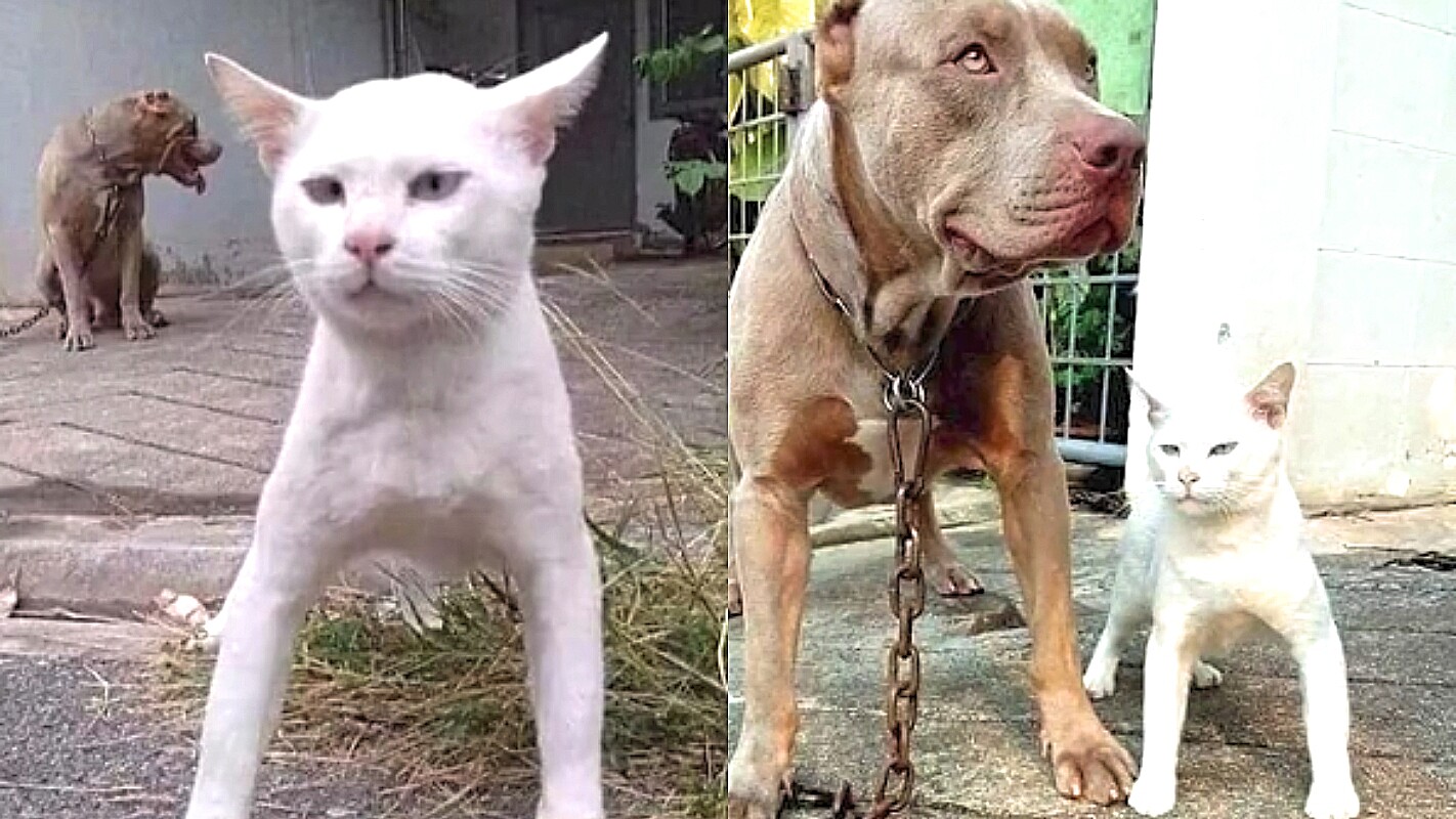 vídeo engraçado de gato e cachorro