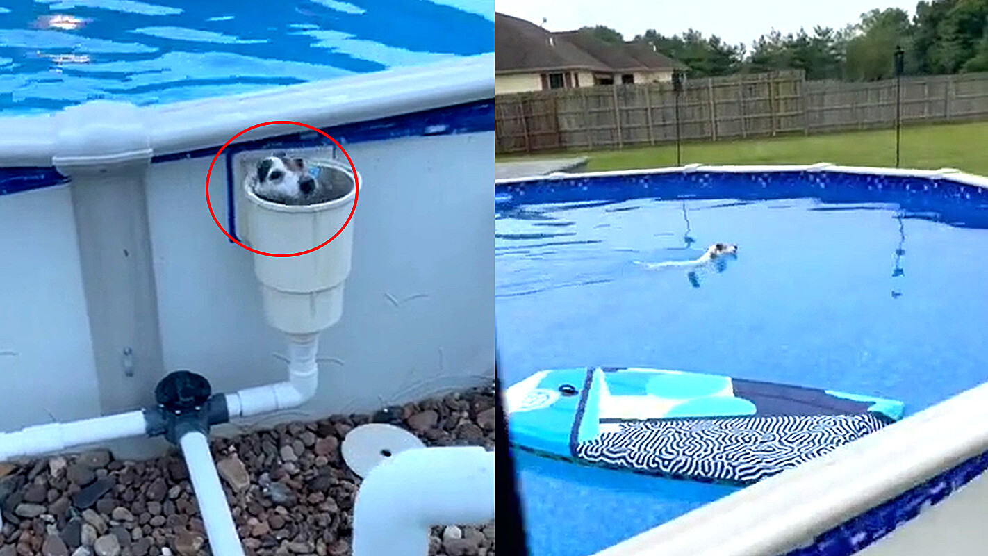 Moradora encontra cobra dentro de piscina vazia após cães latirem