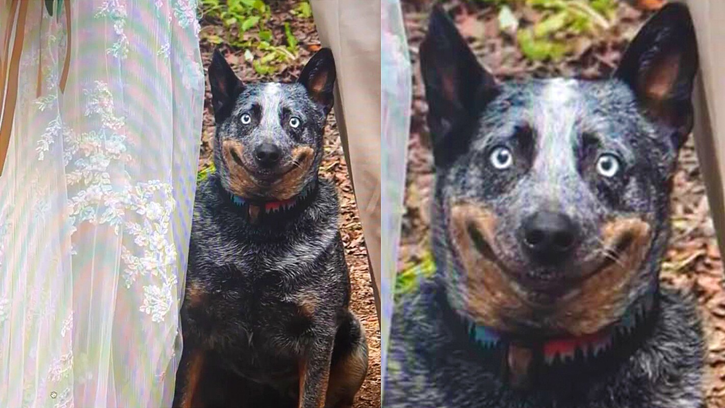 Cadela 'sorri' em casamento de donos e foto viraliza: 'Rindo de nervosa', image size:1422x800