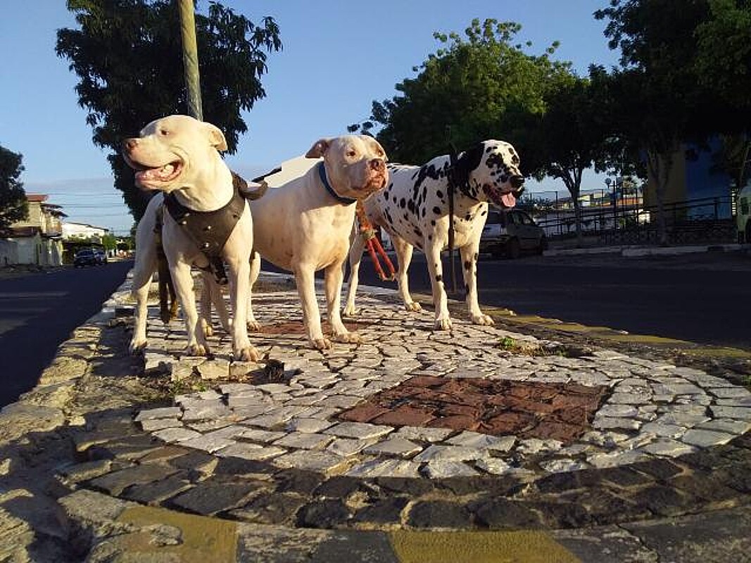 Cães de rua provocam pit bull e o inesperado acontece; vídeo, image size:1067x800