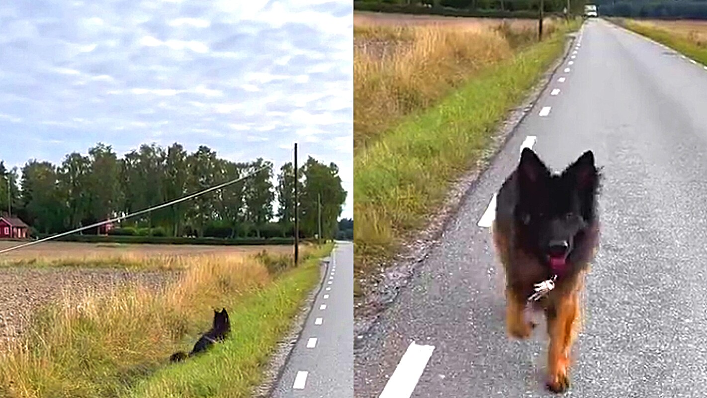 Mulher perde chaves durante caminhada e cachorro pastor alemão ajuda a  encontrá-las