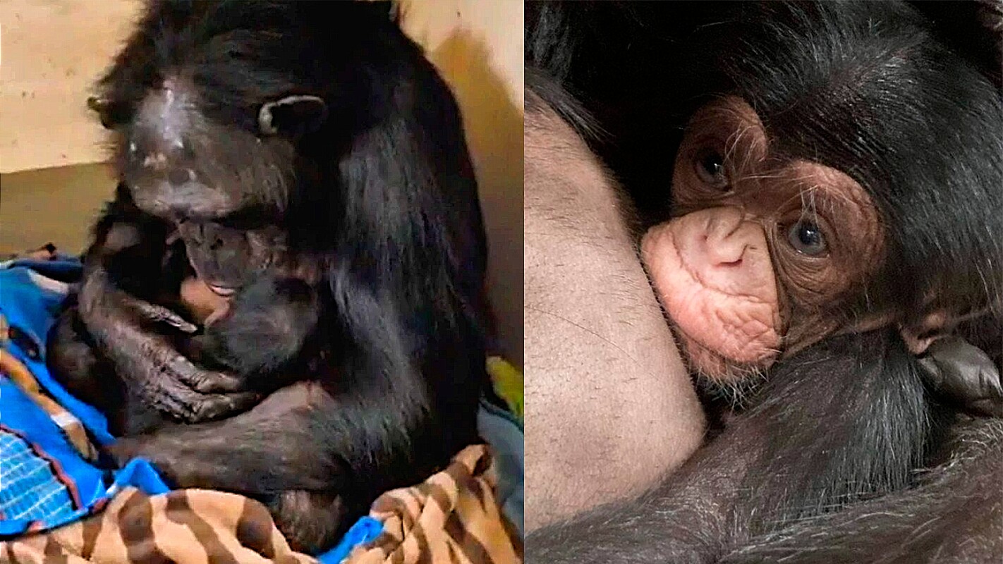 Filhote de chimpanzé dá risada pela primeira vez em vídeo; assista