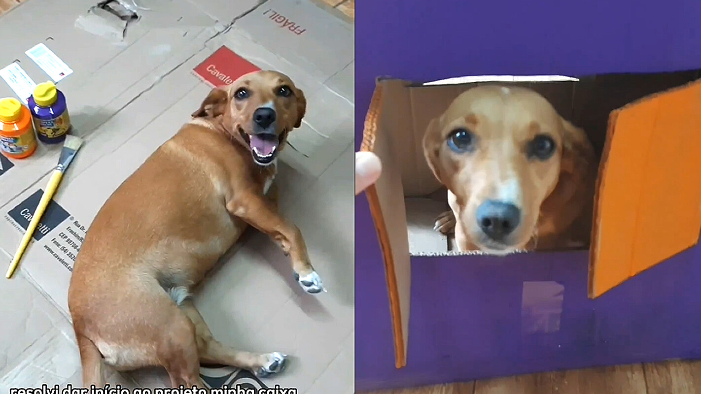 Cachorra caramelo tem a melhor reação ao ganhar casinha de papelão com  design exclusivo feito por sua dona, image size:1422x800