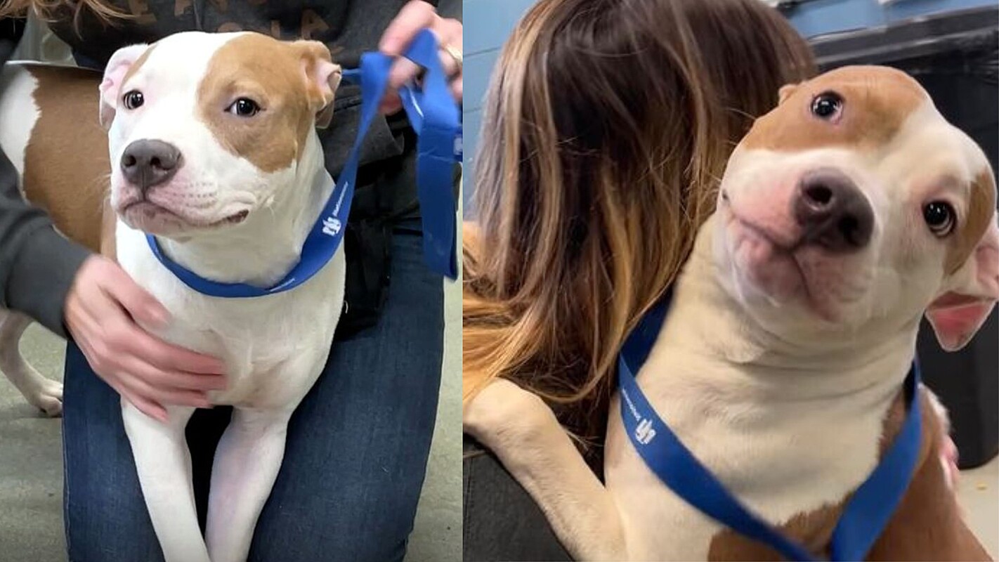 A puppy that was tied up and left at the airport is rescued by the passenger
