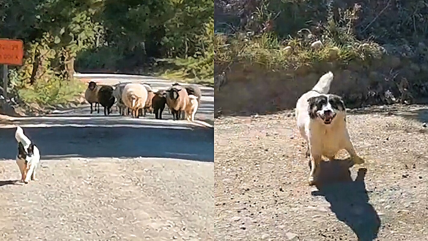 A polite sheepdog asks a man’s permission to lead the sheep along the road;  Video