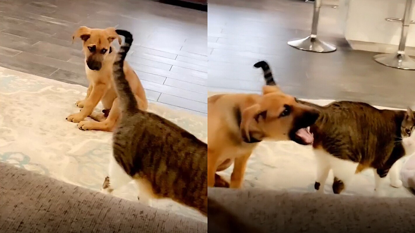 Cachorro comendo o cu de outro cachorro