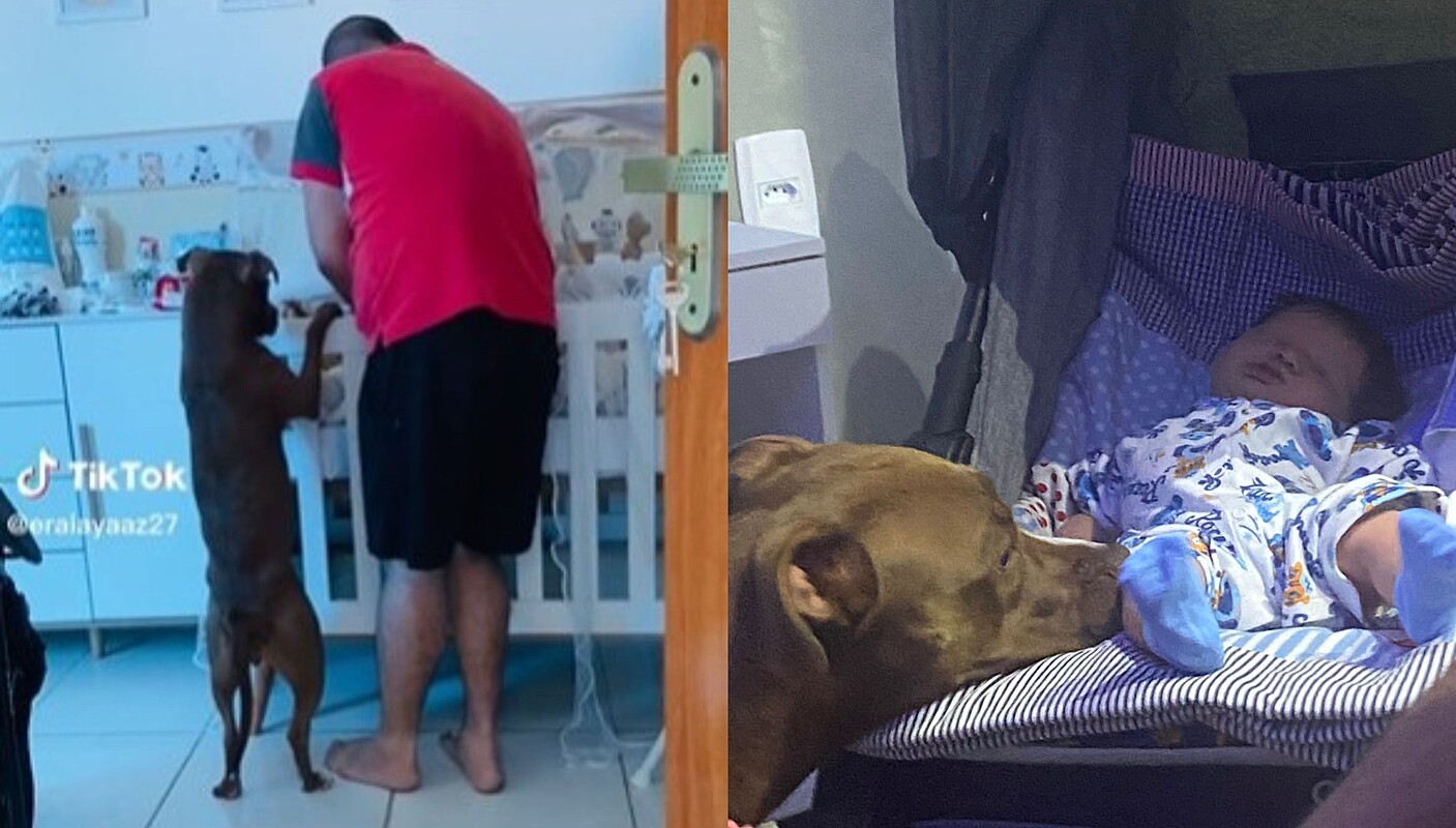 Cadela pit bull toma atitude ao ver que homem não conseguia consolar bebê e  vídeo emociona milhões na web