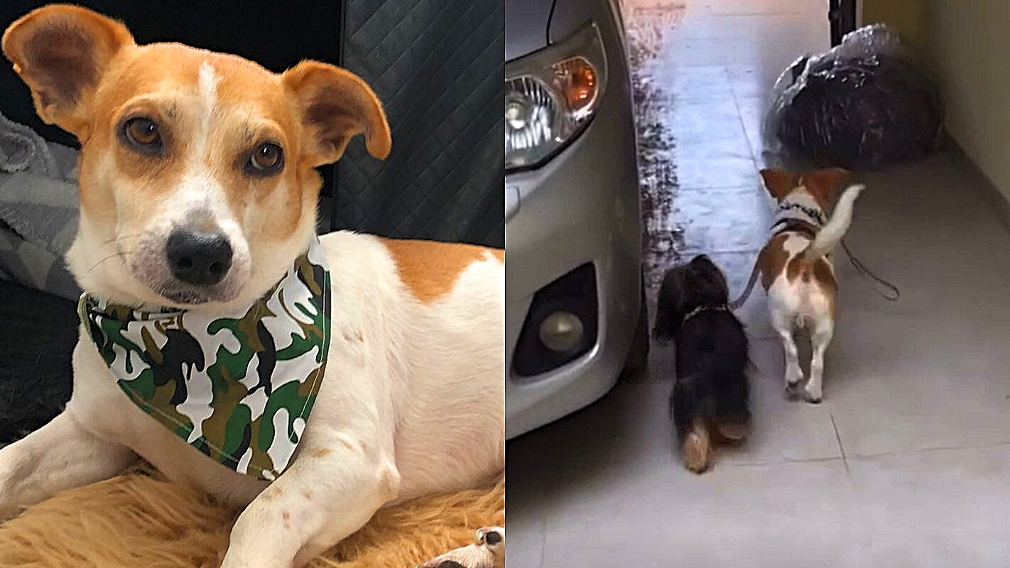 Cão leva amigo pela coleira para passearem juntos e vídeo é a coisa ...