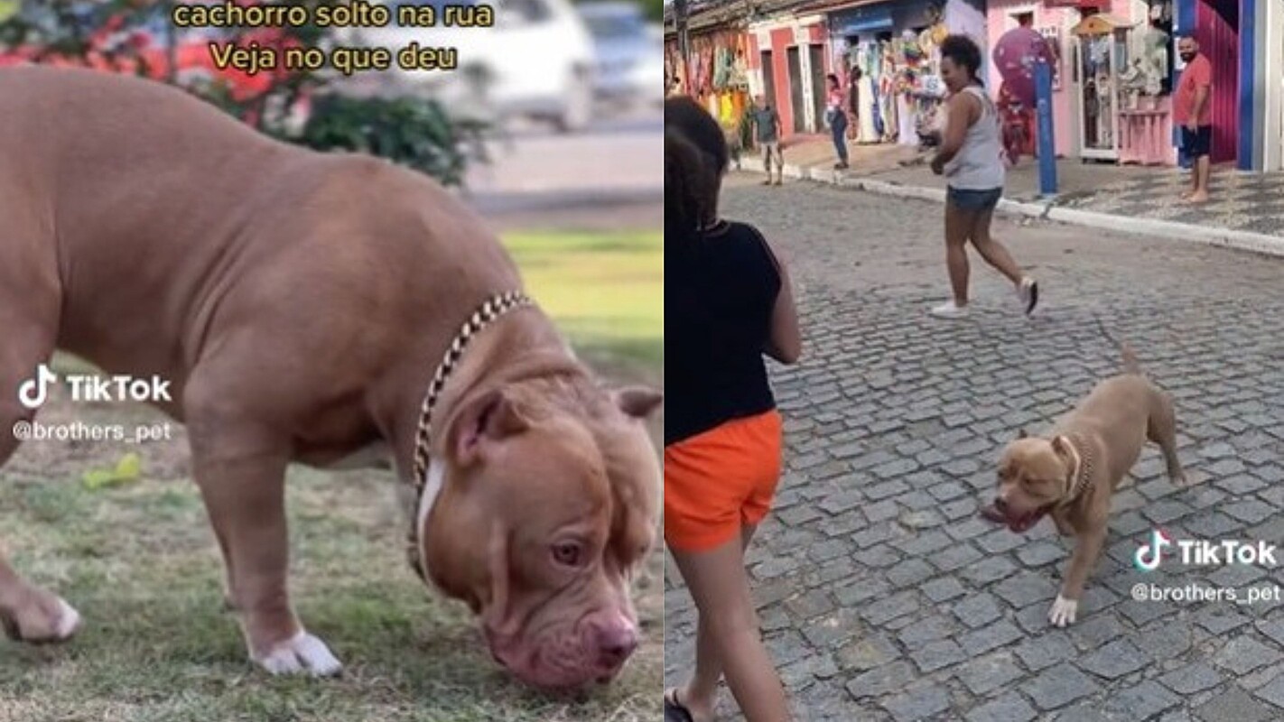 Filmagem mostra reação de pessoas ao ver cachorro da raça pitbull solto na  rua