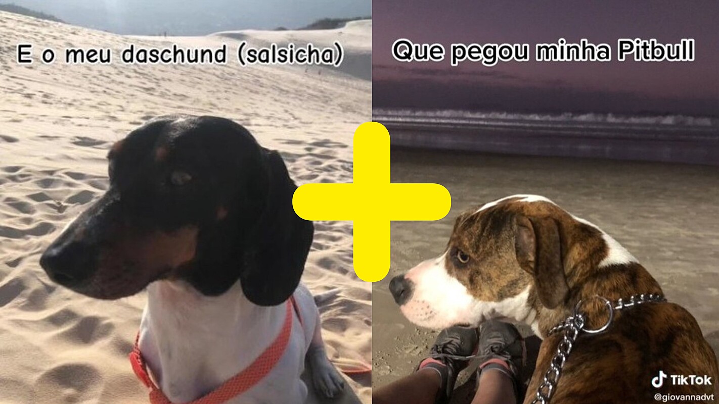 Cachorro 'salsichinha' engravida pitbull e o resultado impressiona web