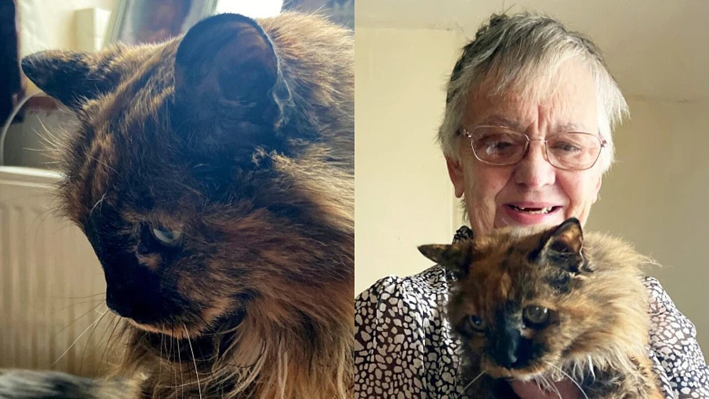 Gata de quase 32 anos está