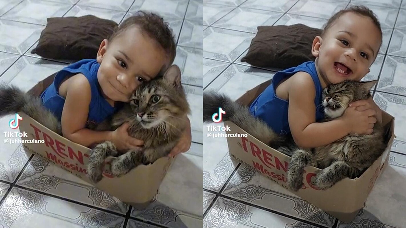 Gatinho bagunça gaveta e faz cara de culpado; assista ao vídeo