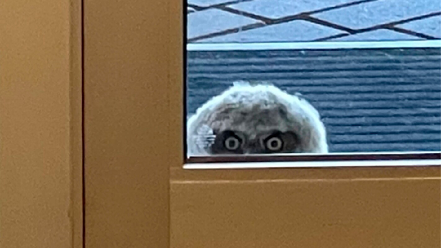 The school staff look out the window and realize they are being watched