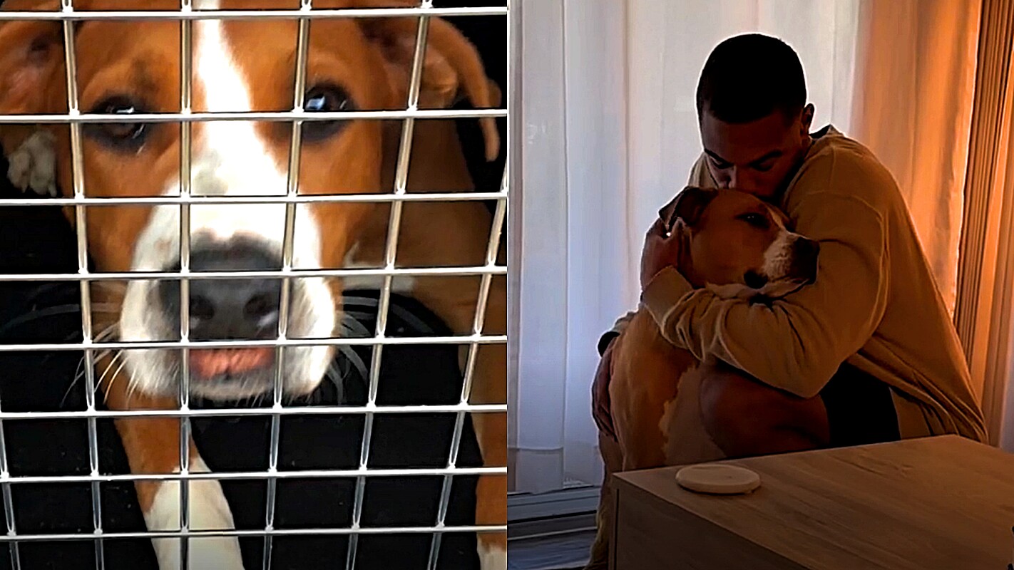 Cão resgatado que tinha medo de homens se torna melhor amigo do namorado de  dona; vídeo