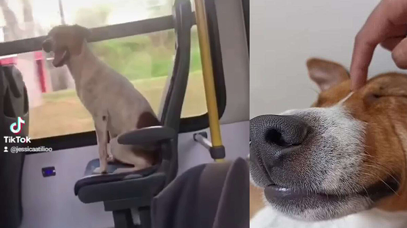 Final Feliz: Tutora Reencontra Cachorro Fugitivo Após Ele Ser Filmado ...