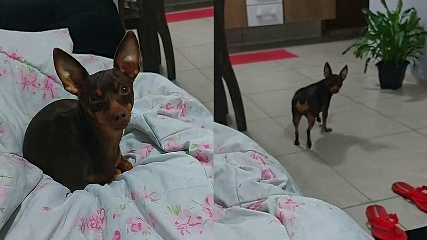 Conheça Doly, uma pinscher que não suporta ouvir música da Inês Brasil