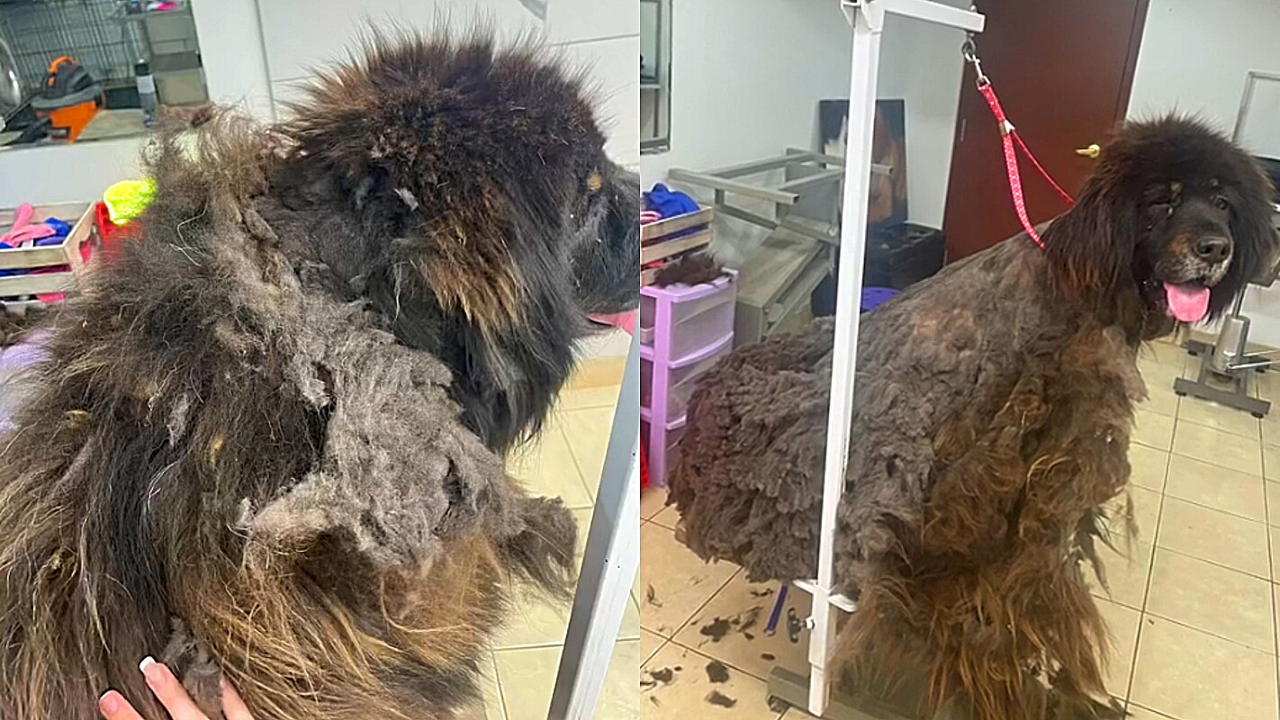 It takes a woman 4 hours to shave her Tibetan Mastiff