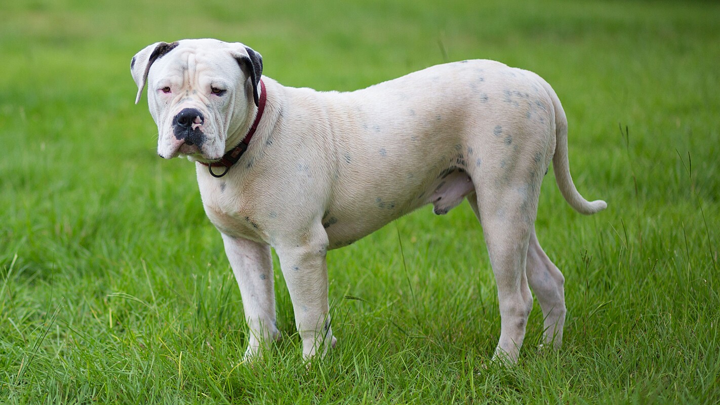 Existem raças de pitbull? Veja 5 raças de cachorros associadas ao termo  pitbull, image size:1422x800