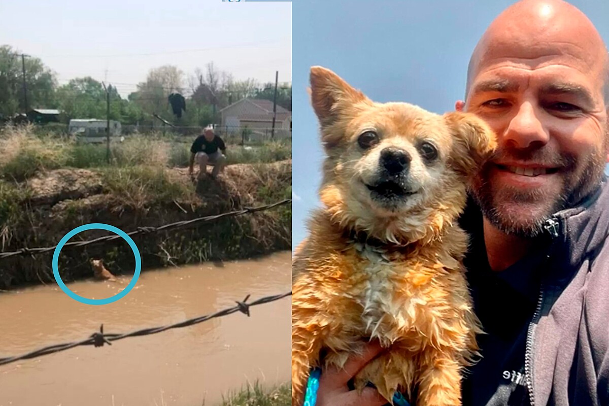 Motoboy vê cão da raça Lulu da Pomerânia perdido na rua e resolve tomar  atitude