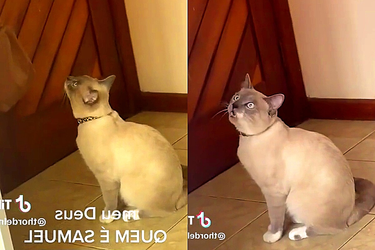 Gato começa a falar nome misterioso após ficar longe de cachorros; vídeo  repercute