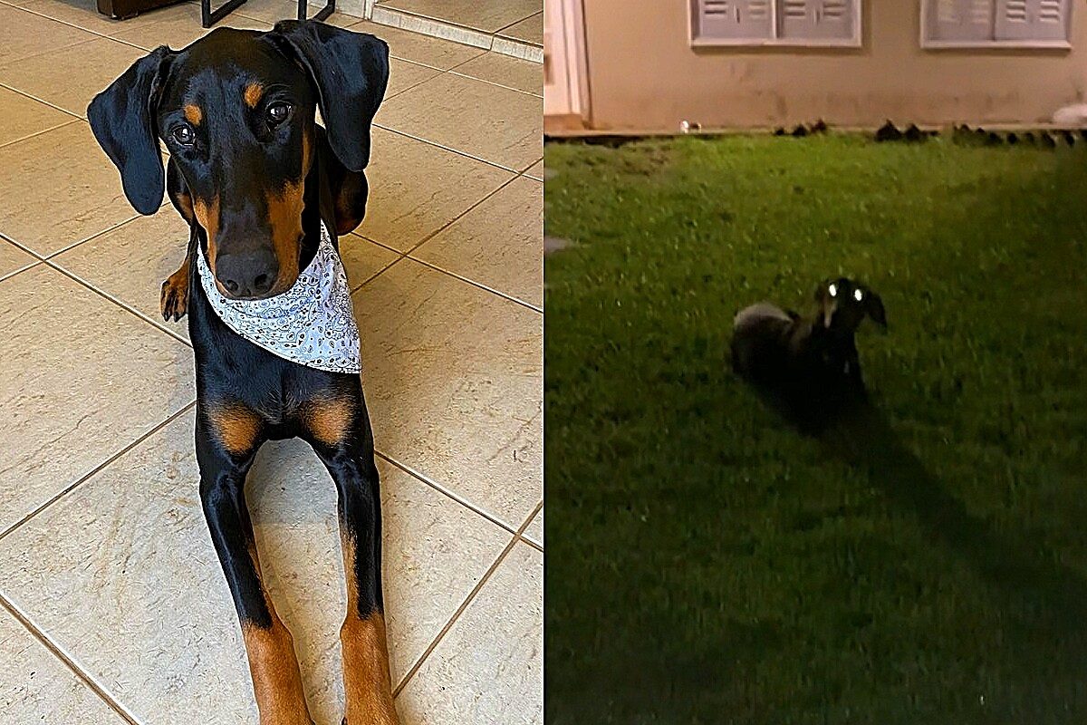 Doberman Pinscher displays an infallible tactic to scare off unwanted visitors;  video