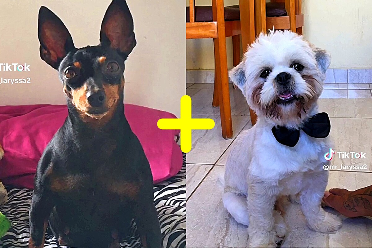 Pinscher E Shih Tzu Cruzam Acidentalmente Tutora Mostra Em Vídeo Como Ficou O Filhote 6230