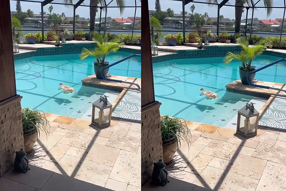 Una mujer ve a un perro inmóvil en la piscina, se acerca rápidamente y descubre que la situación no era lo que parecía