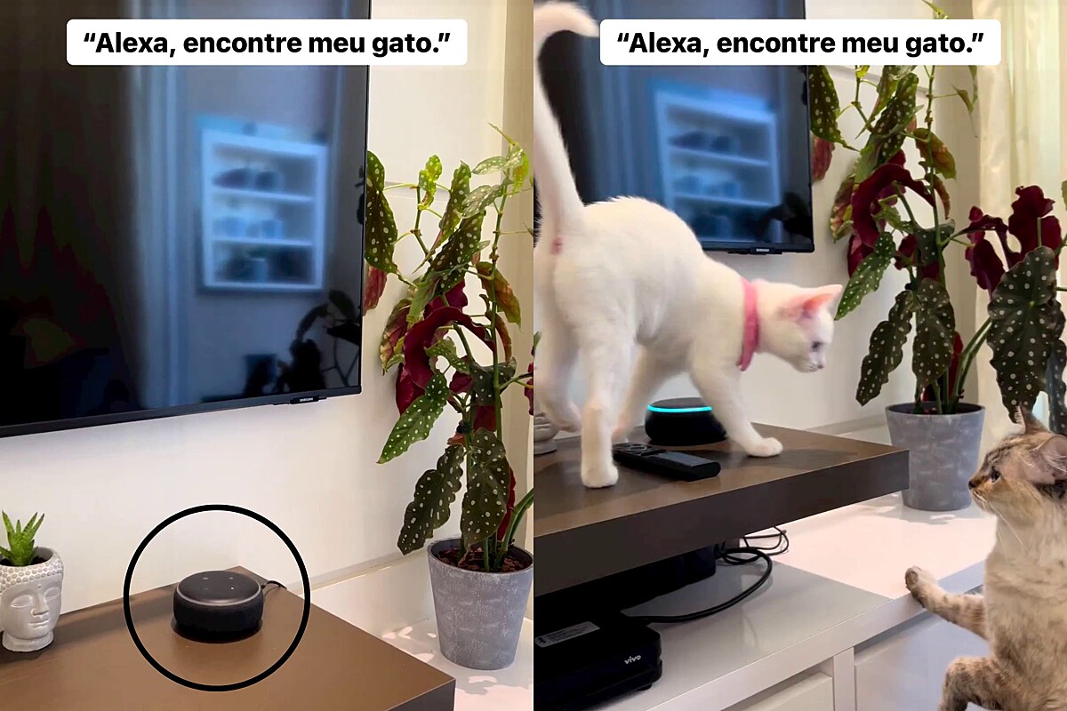 651 – Como usar a Alexa para encontrar seu gato 😺