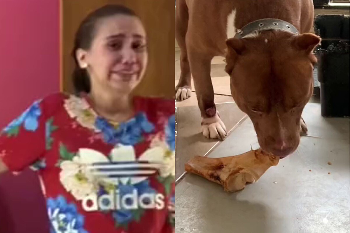 Mulher leva pitbull ao veterinário e volta chorando; motivo diverte a web