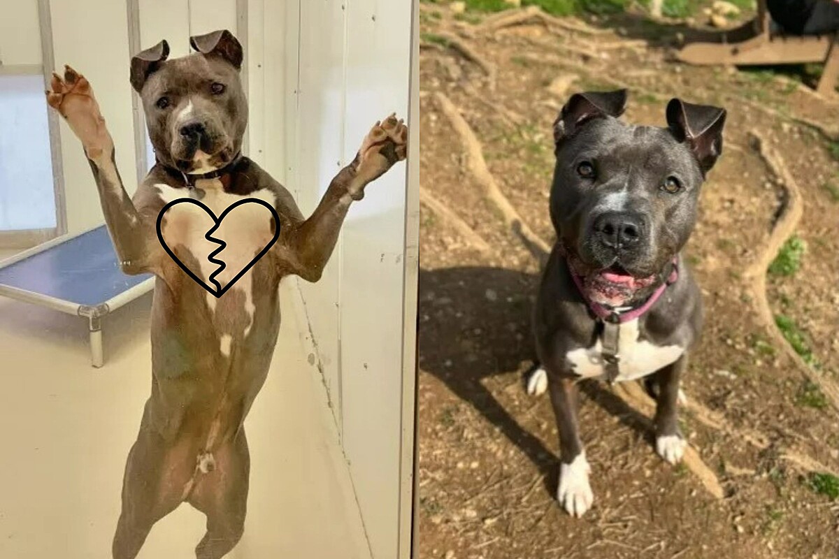 Forgotten in a shelter, a dog has been waiting for a second chance for more than three years