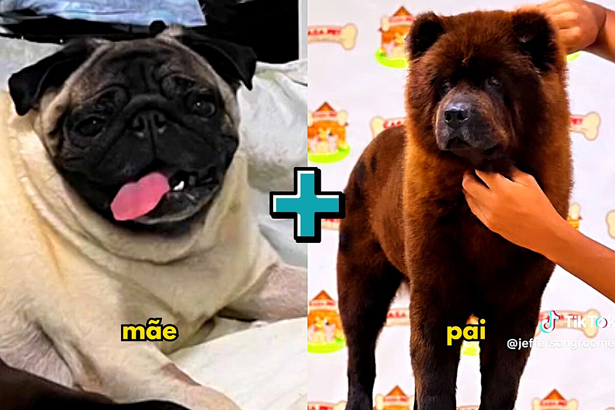 Groomer apresenta filhote de cachorro mistura de chow chow com pug