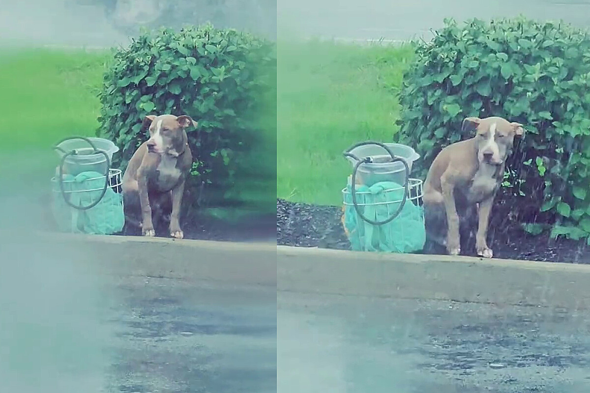 A pitbull puppy is left alone with his belongings in the rain, but something changes his fate forever