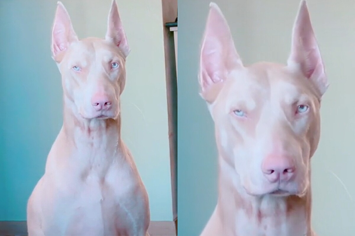 Meet Jukka, the albino Doberman who caught the web’s attention for his beauty