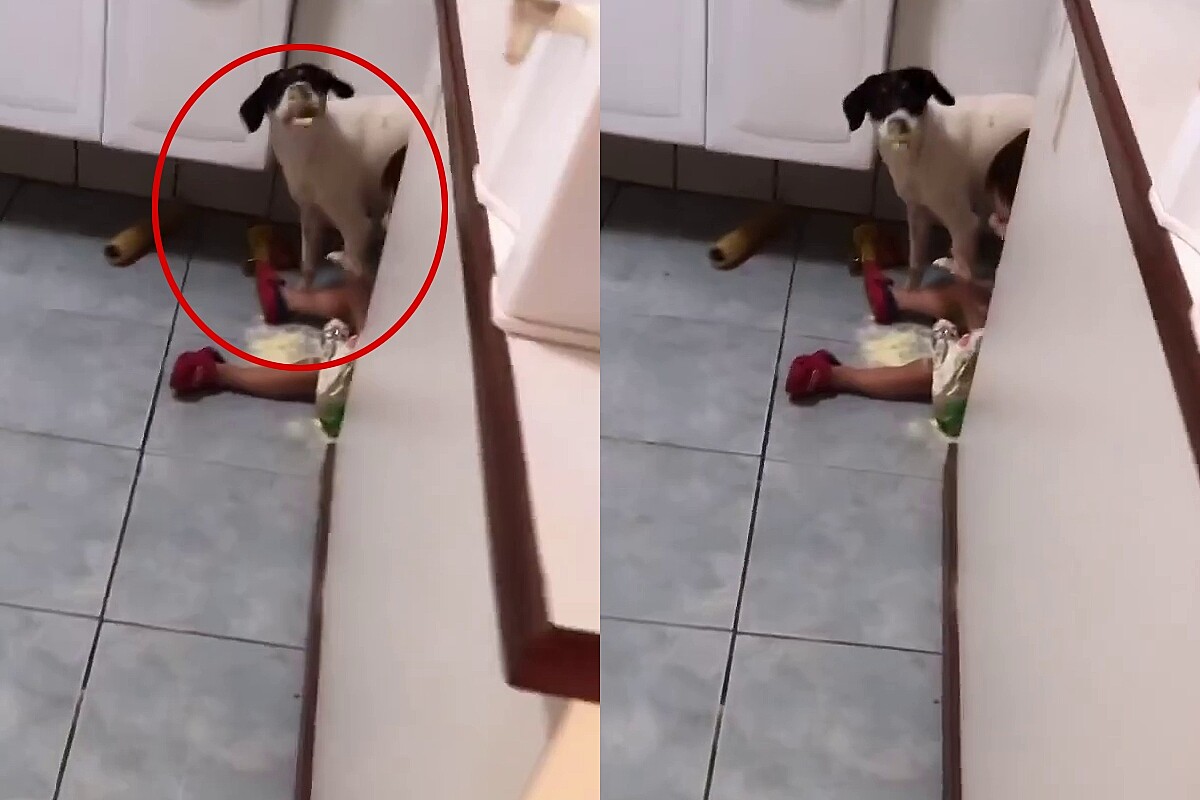 Mãe percebe cão e bebê disfarçando no canto da cozinha, resolve se  aproximar e pega os dois em flagrante