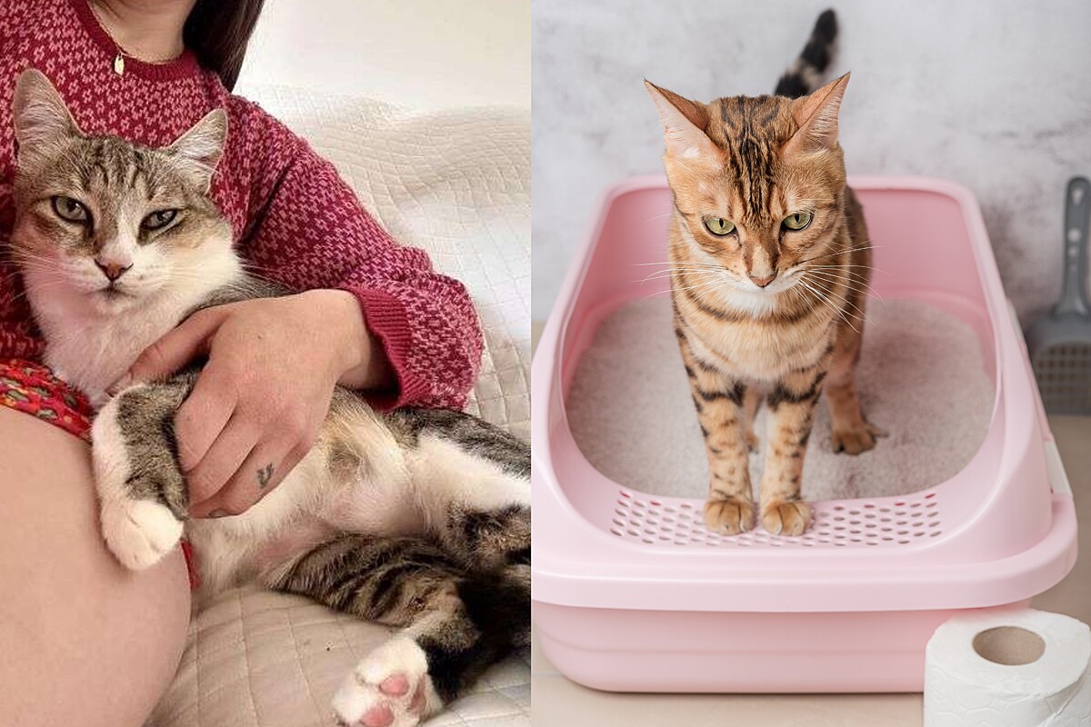 Areia para gatos que não deixa cheiro e é fácil de limpar: Tutora de 6 ...