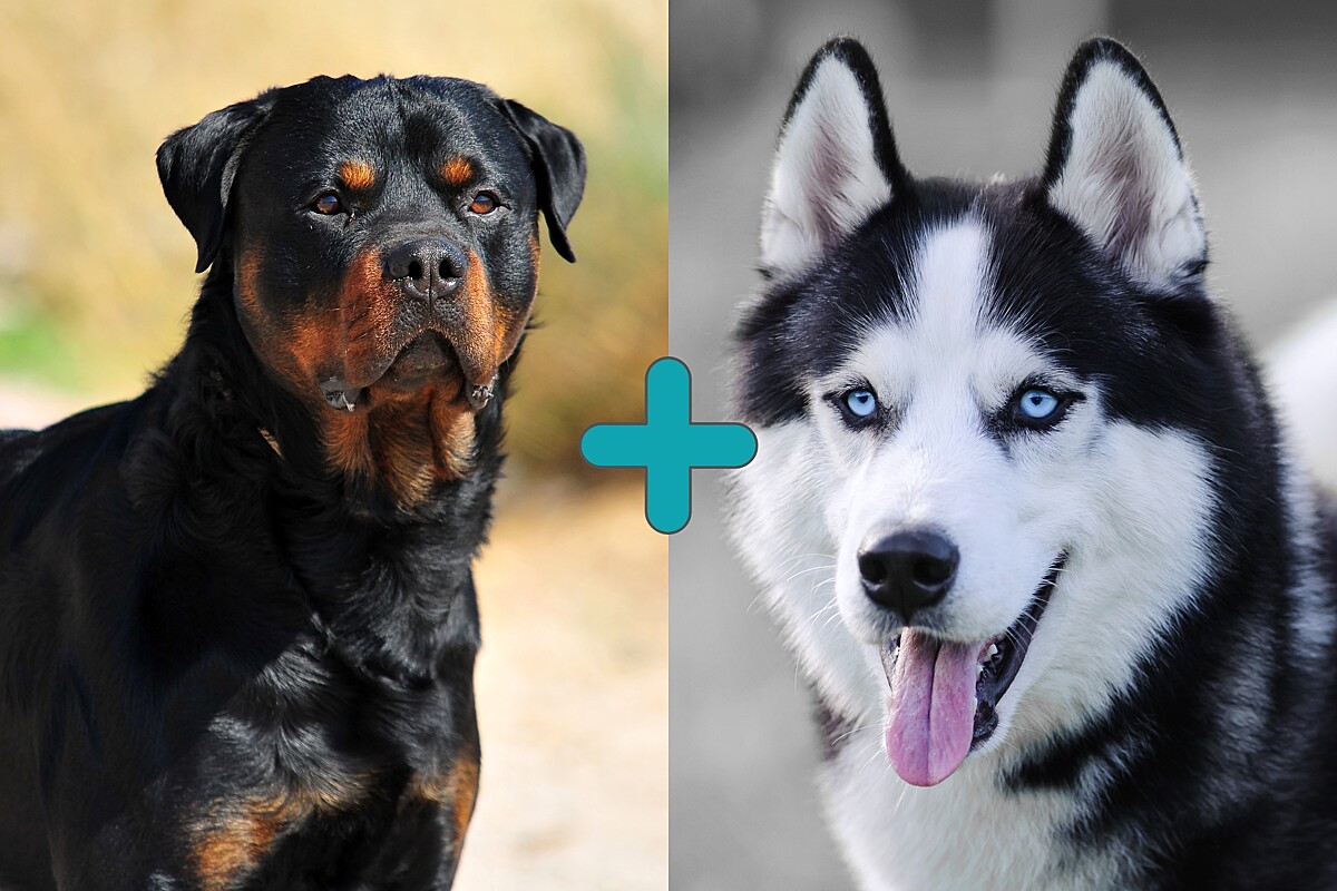 Conheça Rocco, um cão mistura de rottweiler com husky siberiano ...