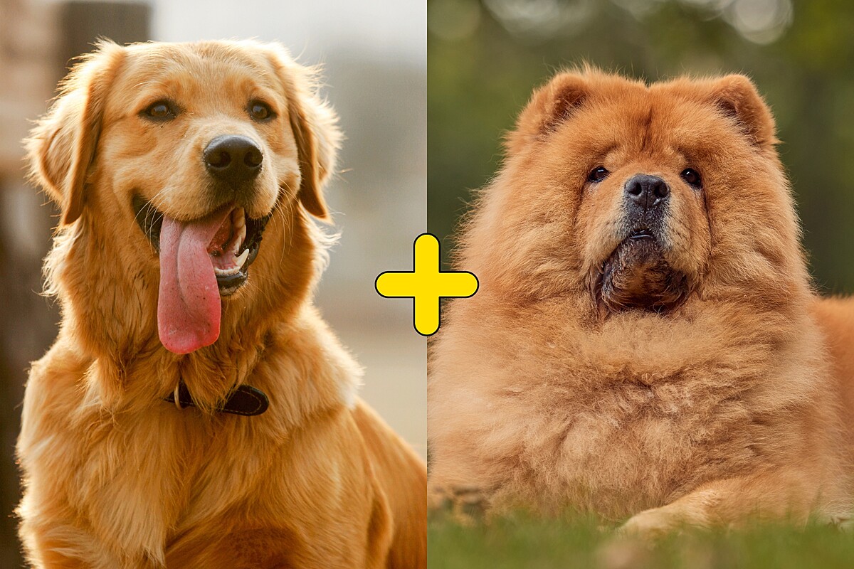 Conheça Mayla, uma cadela mistura das raças golden retriever e chow-chow, image size:1200x800