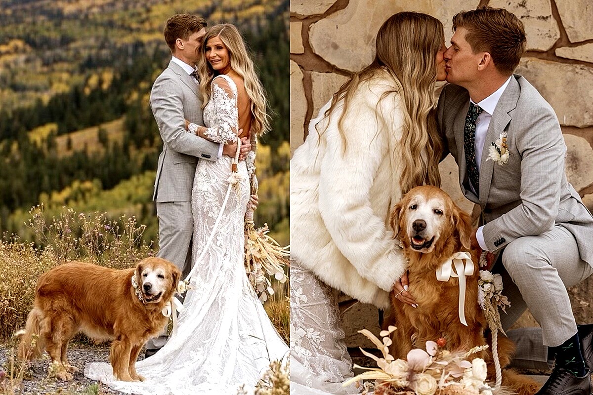 Golden retriever idosa vence problema grave para participar do momento mais  importante da vida de tutora