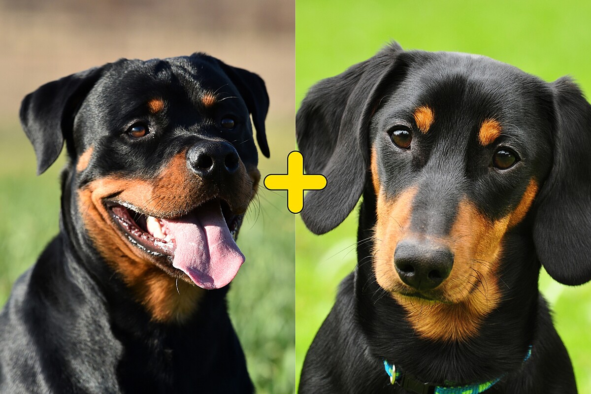Rottweiler em miniatura Conheça como ficou a mistura das raças de cães